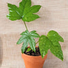 Fatsia Japonica 'Japanese Aralia' Seeds – photo 12