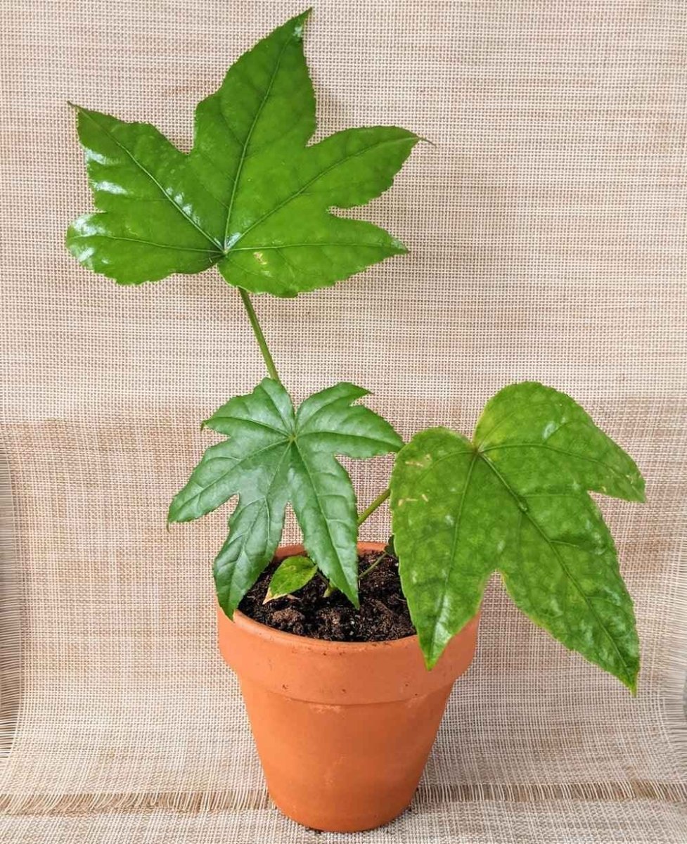 Fatsia Japonica 'Japanese Aralia' Seeds – photo 12