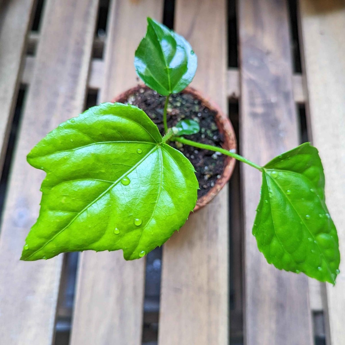 Fatsia Japonica 'Japanese Aralia' Seeds – photo 10