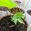Fatsia Japonica 'Japanese Aralia' Seeds – photo 11