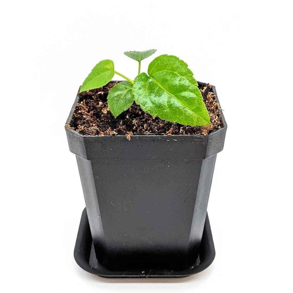Fatsia Japonica 'Japanese Aralia' Seeds – photo 9