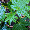 Fatsia Japonica 'Japanese Aralia' Seeds – photo 14