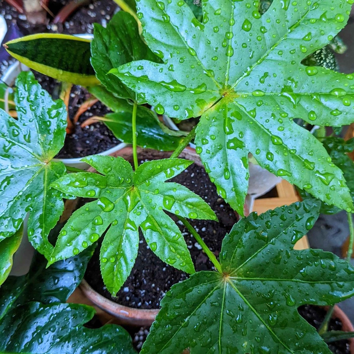 Fatsia Japonica 'Japanese Aralia' Seeds – photo 14