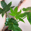 Fatsia Japonica 'Japanese Aralia' Seeds – photo 13