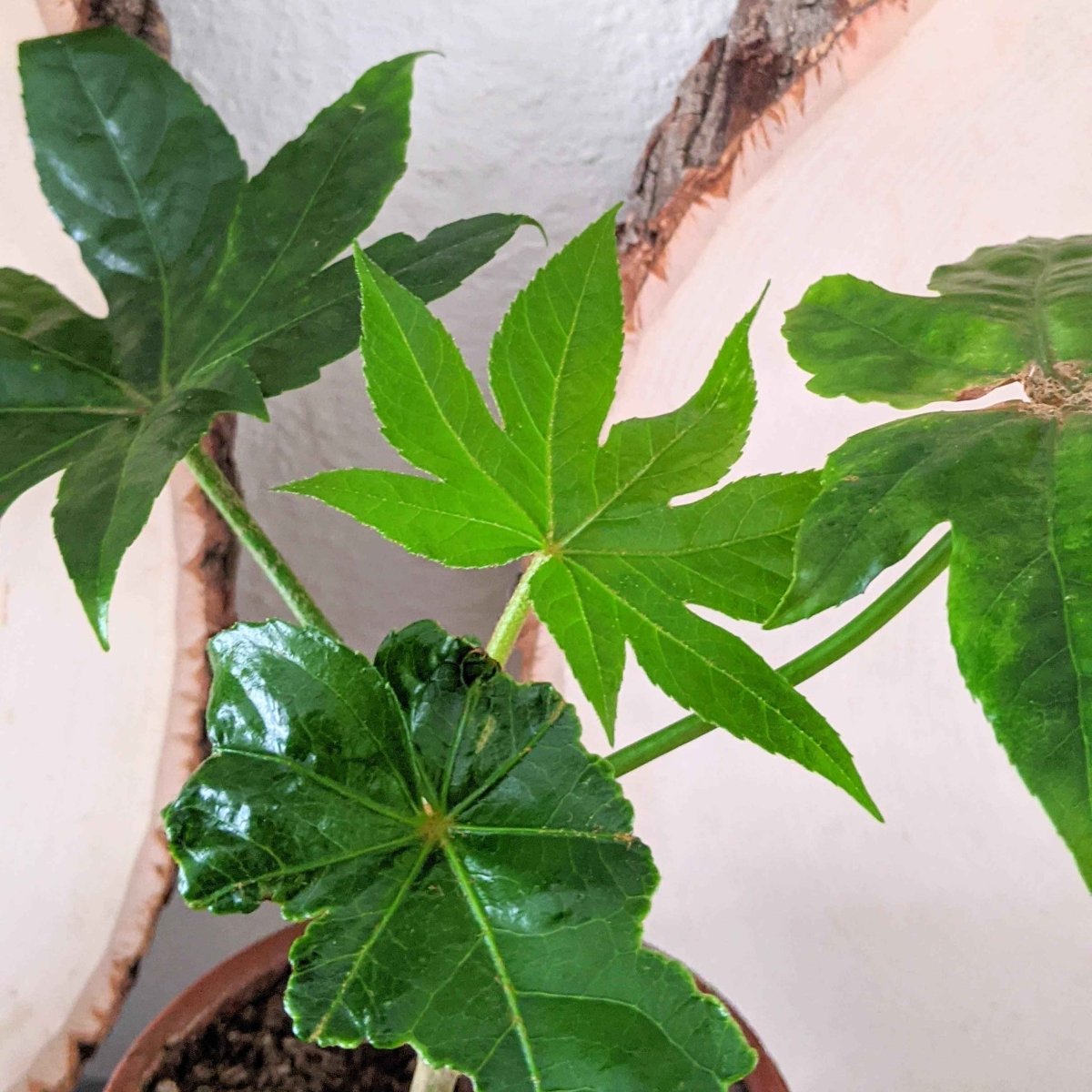 Fatsia Japonica 'Japanese Aralia' Seeds – photo 13