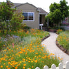 Meadowscaping Mix Alternative Lawn Seed — for Low-Maintenance, Eco-Friendly Lawns – photo 4
