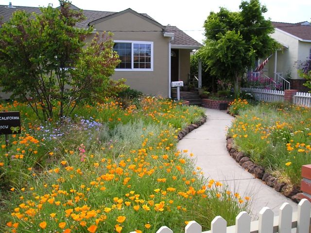 Meadowscaping Mix Alternative Lawn Seed — for Low-Maintenance, Eco-Friendly Lawns – photo 4