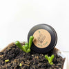 Fenestraria Aurantiaca (Baby Toes, Window Plant) Seeds