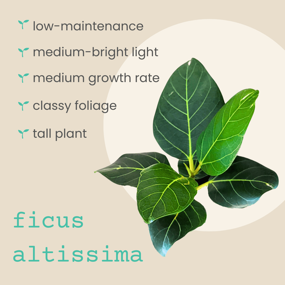 Ficus Altissima 'Lofty Fig' Seeds – photo 3