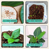 Ficus Altissima 'Lofty Fig' Seeds – photo 5