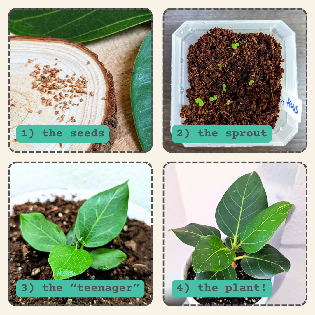 Ficus Altissima 'Lofty Fig' Seeds – photo 5