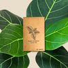 Lofty Fig Seeds (Ficus altissima)