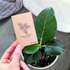 Ficus Altissima 'Lofty Fig' Seeds – photo 10