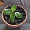 Ficus Altissima 'Lofty Fig' Seeds – photo 9