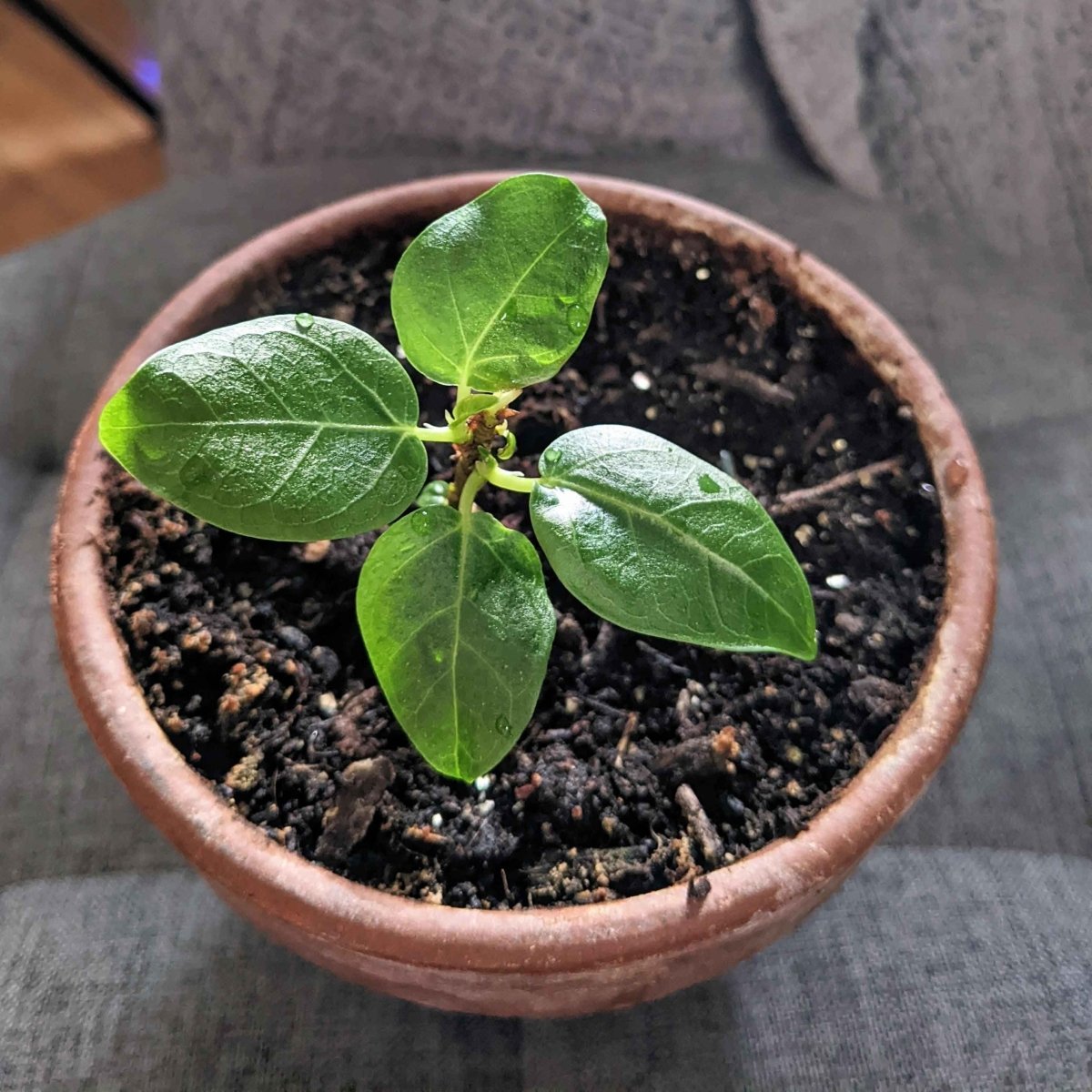 Ficus Altissima 'Lofty Fig' Seeds – photo 9