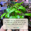 Ficus Altissima 'Lofty Fig' Seeds – photo 6