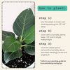 Ficus Altissima 'Lofty Fig' Seeds – photo 7