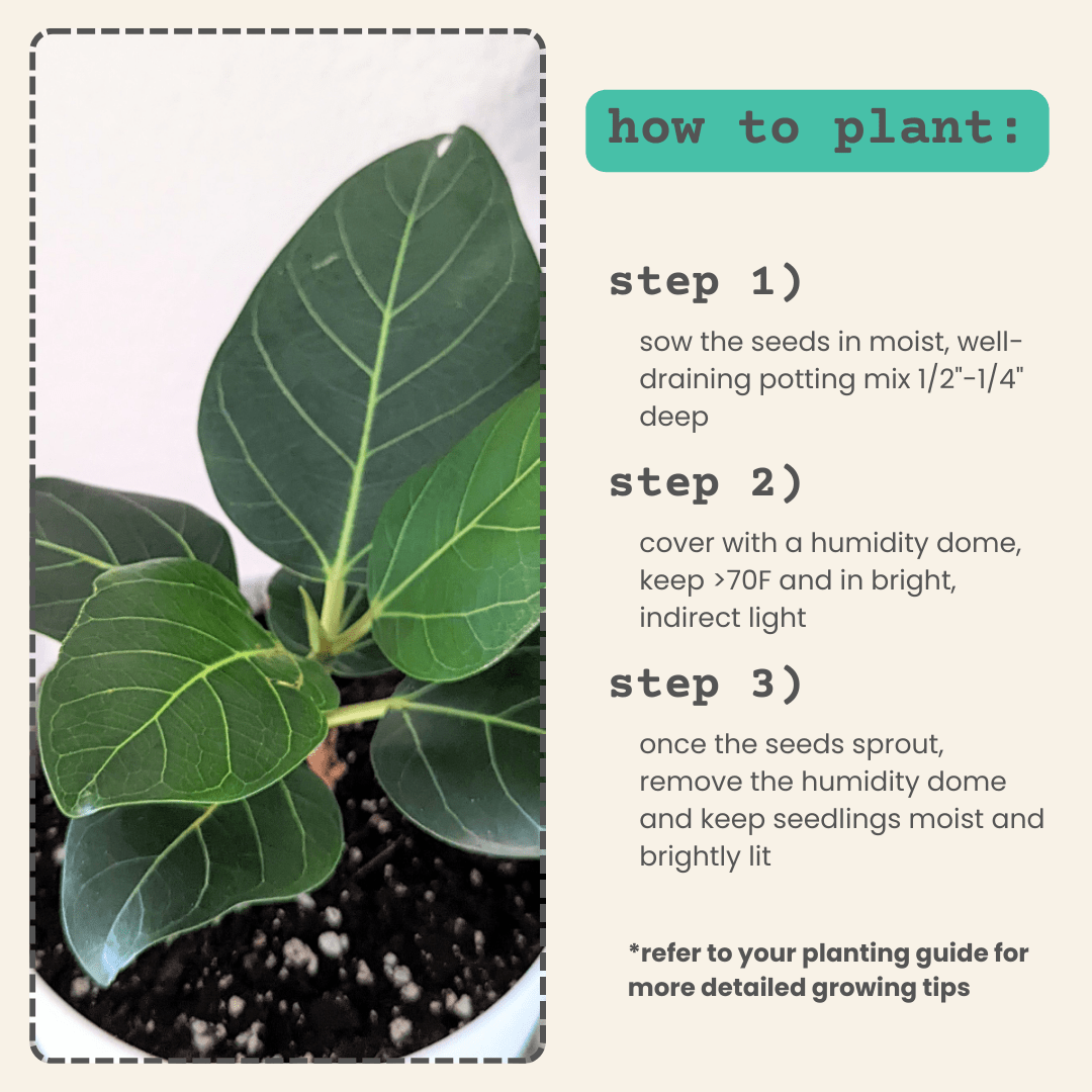 Ficus Altissima 'Lofty Fig' Seeds – photo 7