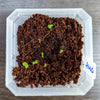 Ficus Altissima 'Lofty Fig' Seeds – photo 8