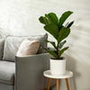 Fiddle Leaf Fig Tree