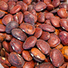 Heirloom Organic Willow Leaf Butter Pole Lima Bean Seeds