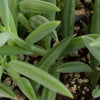 Trailing Succulents (Collection of Four)