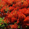 10 ROYAL POINCIANA TREE Delonix Regia aka Red Flame Flamboyant Tree Peacock Flower Seeds