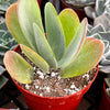Flapjack Kalanchoe