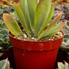 Flapjack Kalanchoe