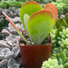 Flapjack Kalanchoe