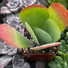 Flapjack Kalanchoe