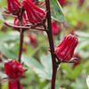 Florida Cranberry (Hibiscus sabdariffa)