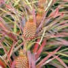 Pineapple 'Florida Special' (Ananas comosus)
