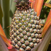 Pineapple 'Florida Special' (Ananas comosus)