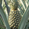 Pineapple 'Florida Special' (Ananas comosus)