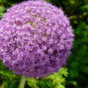 20 STAR OF PERSIA ALLIUM Christophii Silvery Amethyst Purple Flower Seeds