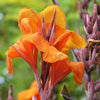 5 ORANGE CANNA LILY Indian Shot Arrowroot Canna Indica Flower Seeds