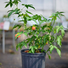 Flowering Maple (Abutilon pictum)