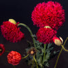 Giant Double Red Peony Poppy Seeds – Papaver Peoniflorum Flower – photo 9
