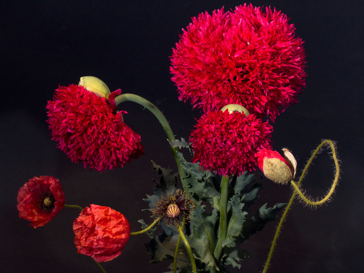 Giant Double Red Peony Poppy Seeds – Papaver Peoniflorum Flower – photo 9