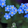 Forget Me Not – 100 Seeds