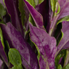 Okinawan Spinach (Gynura crepioides)