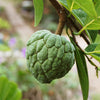 Sugar Apple 'Thai Lessard' (Annona squamosa L)