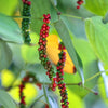 Black Pepper Vine (Piper nigrum)