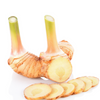 Greater Galangal (Alpinia galanga)