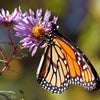 100 Purple NEW ENGLAND ASTER (Michaelmas Daisy) Aster Novae var Angliae Flower Seeds