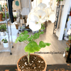 Geranium Seeds – photo 5