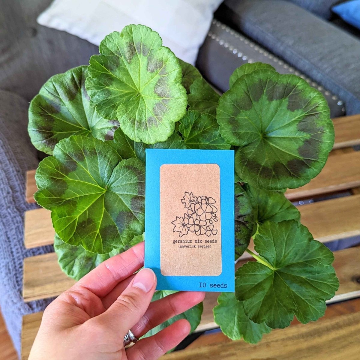Geranium Seeds – photo 2