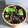 Geranium Seeds – photo 4