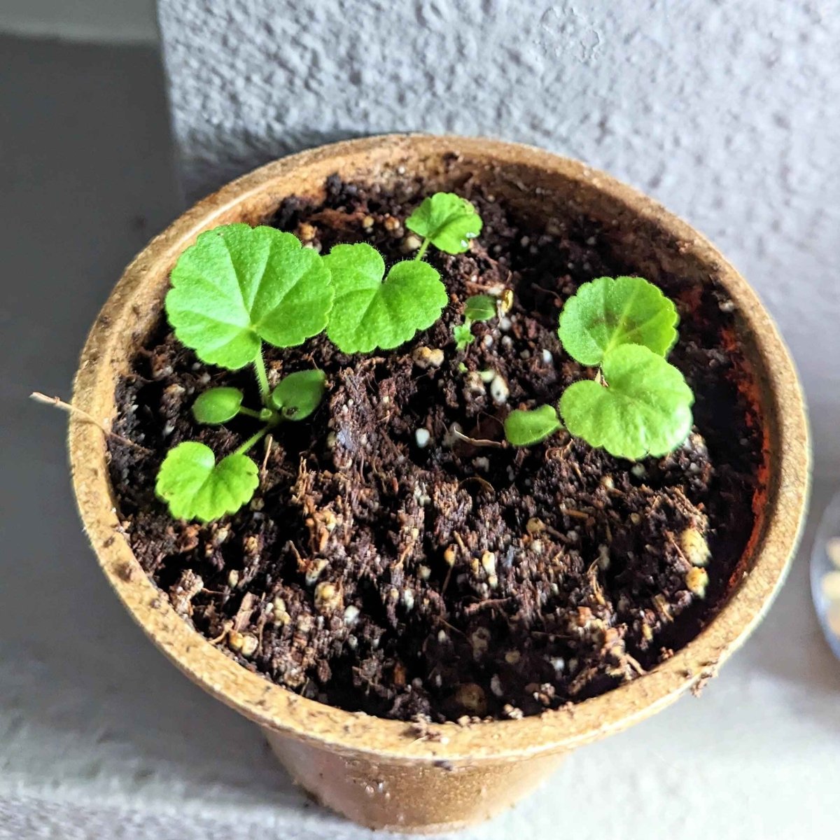 Geranium Seeds – photo 4